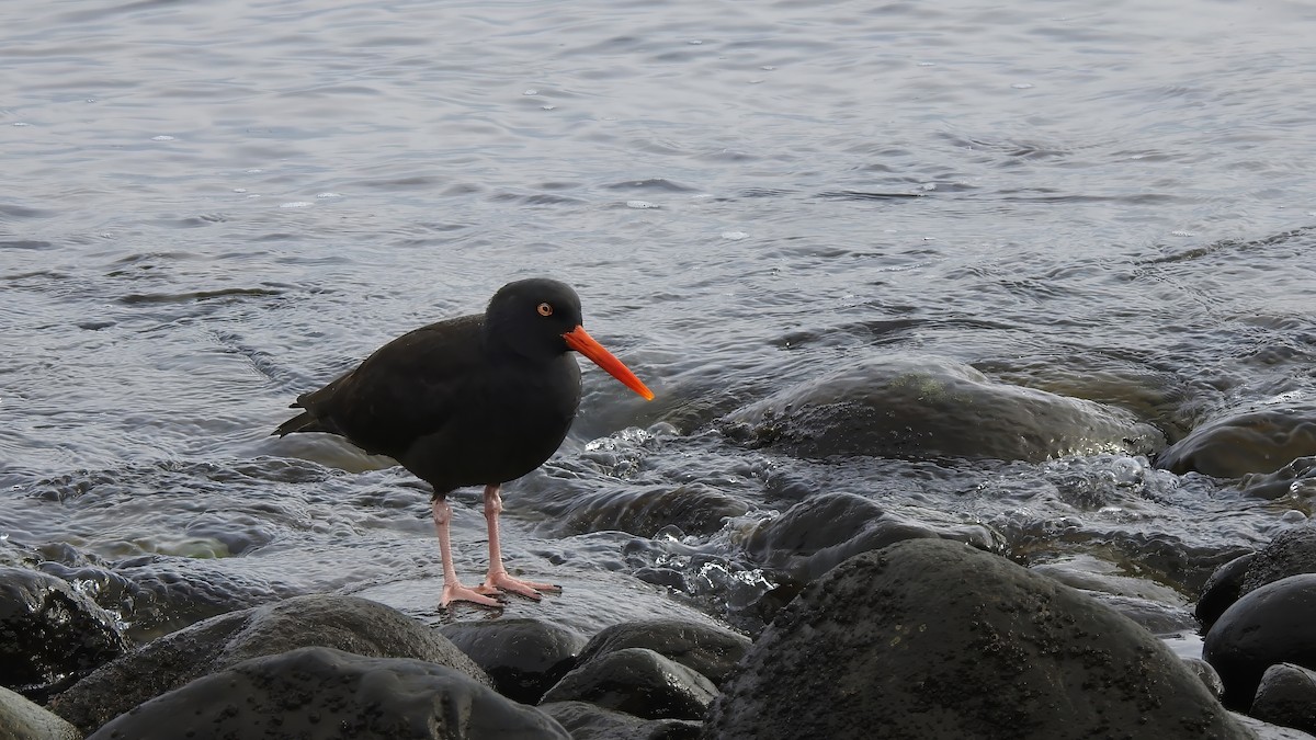 Black Oystercatcher - ML614680092