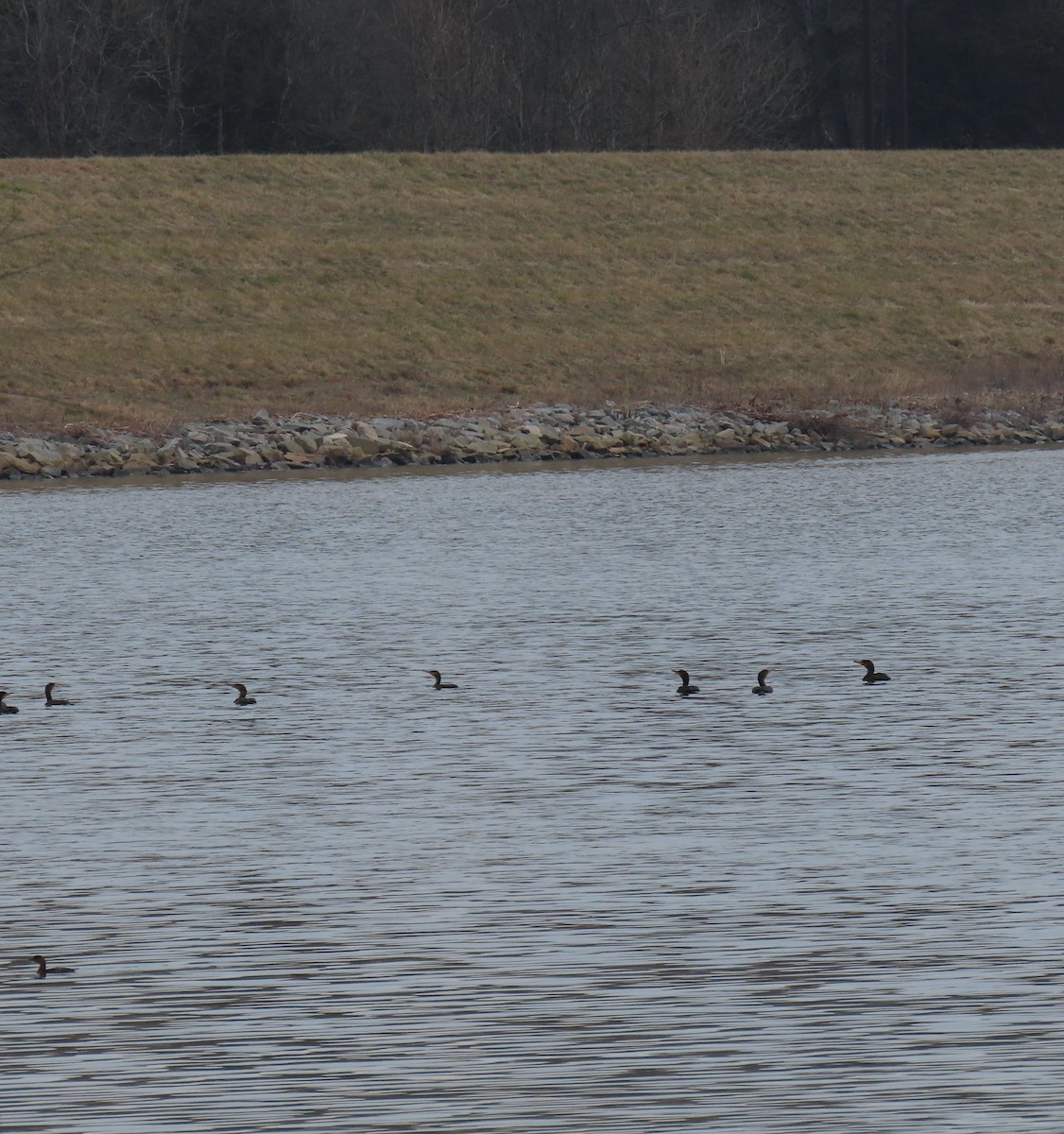 Double-crested Cormorant - Michael Kendrick