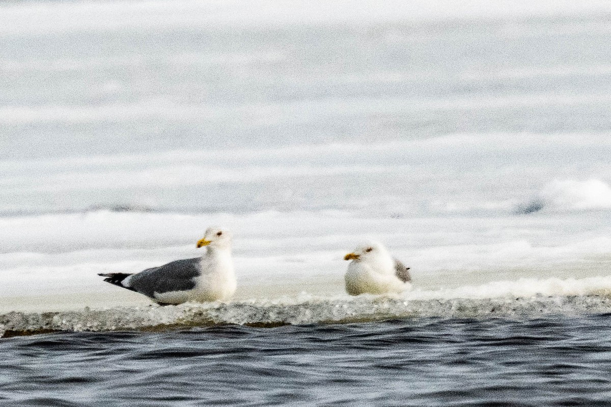 Herring Gull - ML614680126