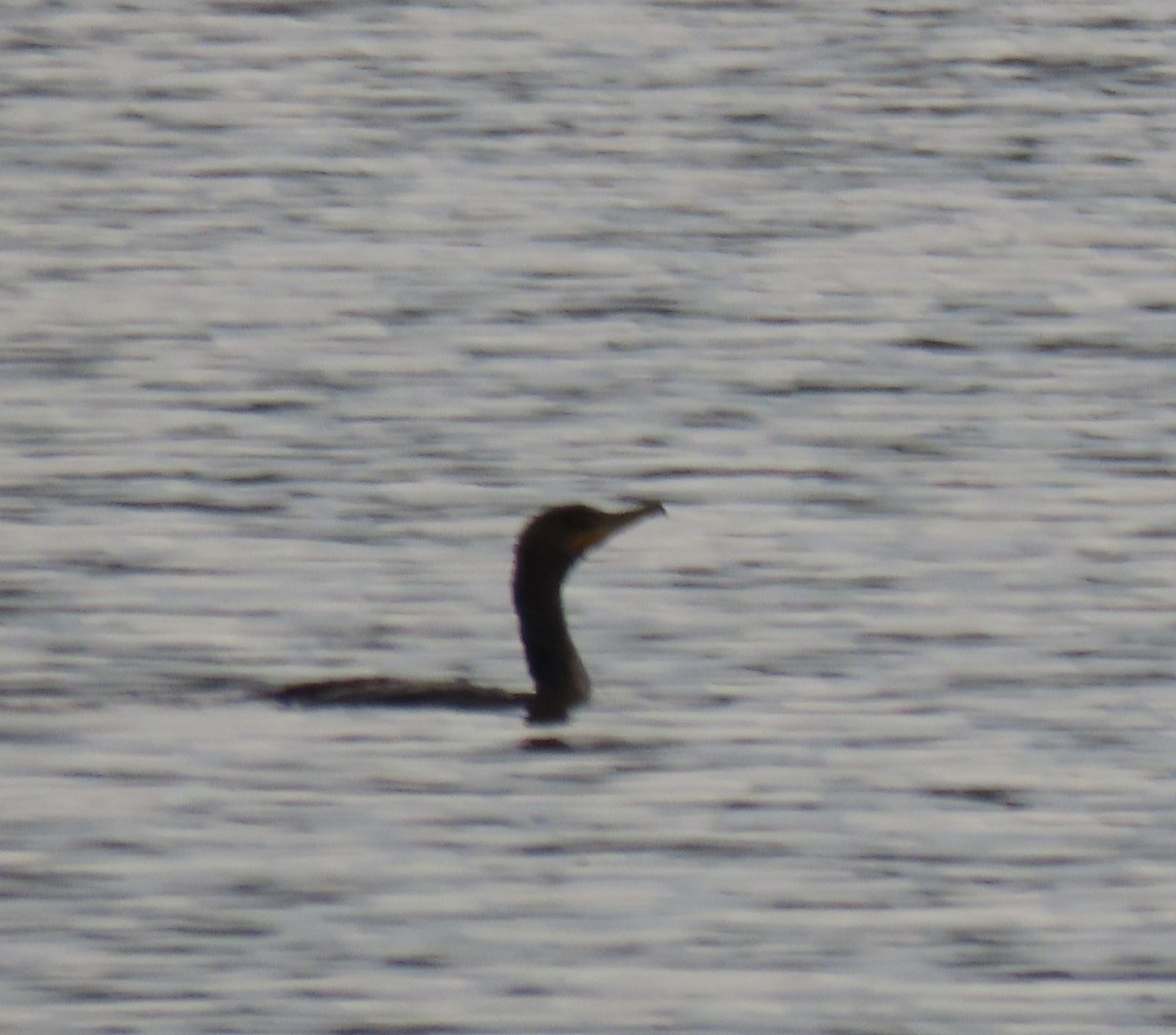 Double-crested Cormorant - ML614680128