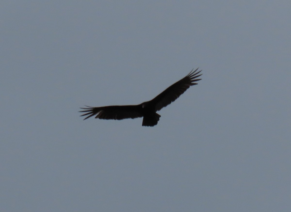 Turkey Vulture - ML614680131