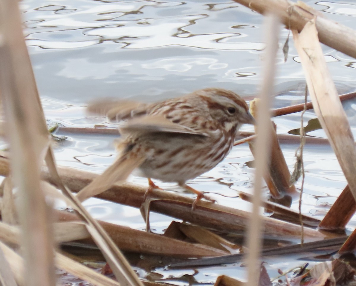 Song Sparrow - ML614680133