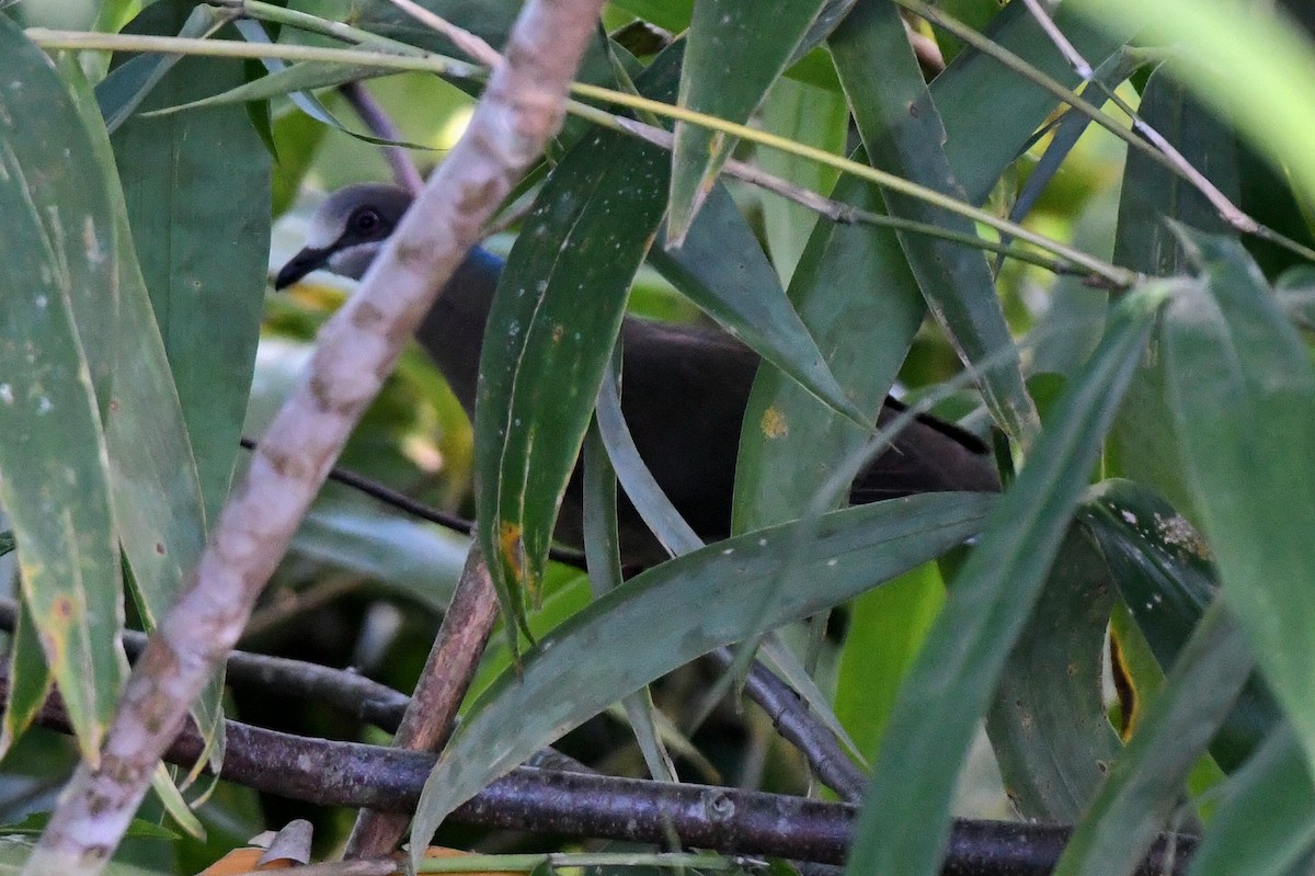 holub okrovohrdlý (ssp. brevirostris/occipitalis) - ML614680138