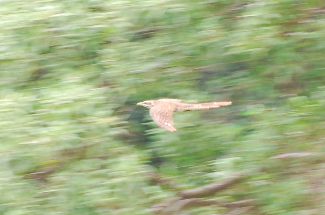 Long-tailed Koel - ML614680162