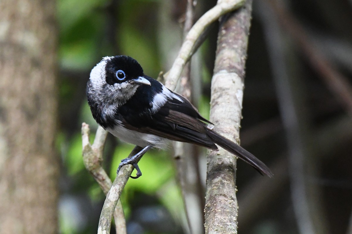 Pied Monarch - ML614680204