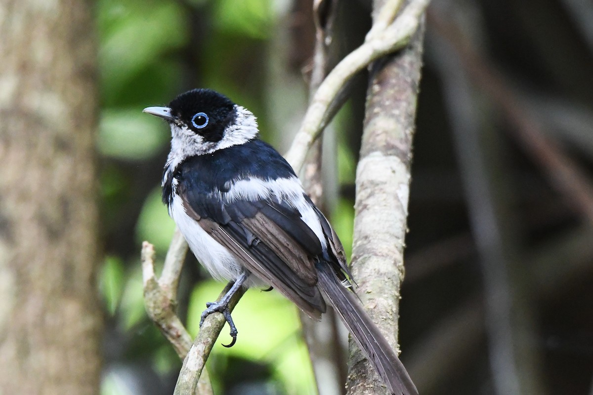 Pied Monarch - ML614680205