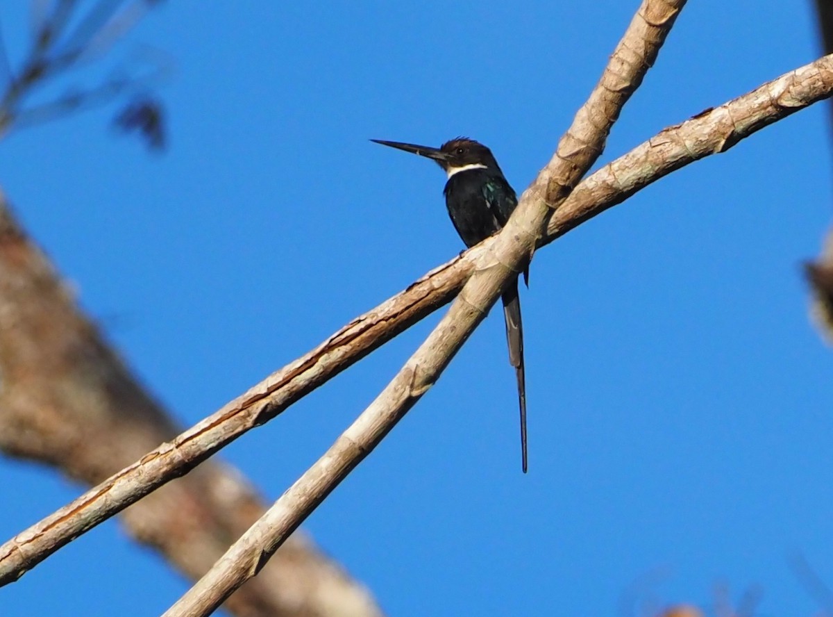 Jacamar à longue queue - ML614680216