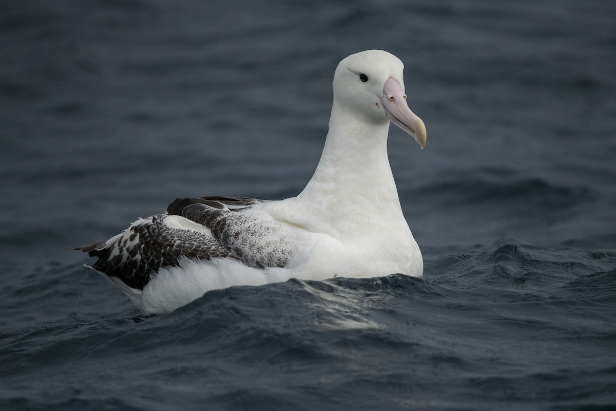 albatros královský - ML614680218