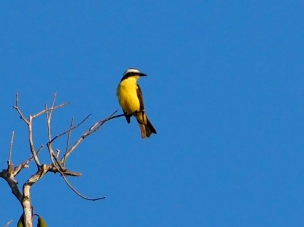 Yellow-throated Flycatcher - ML614680222