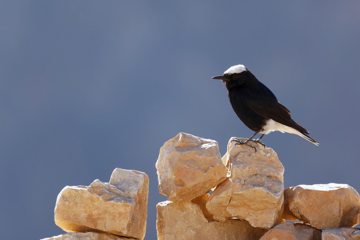 White-crowned Wheatear - Avihu Nussbaum