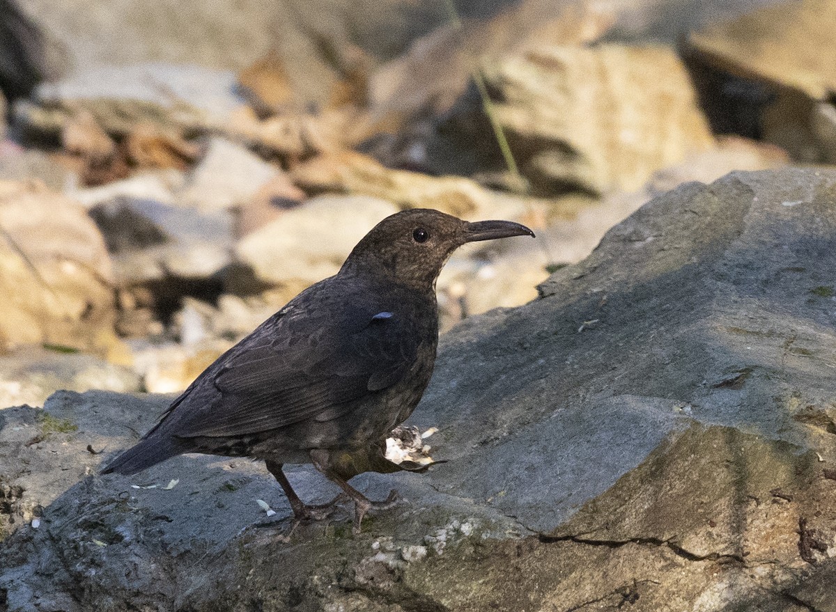 Long-billed Thrush - ML614680275