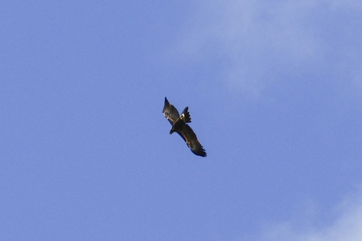 Wedge-tailed Eagle - ML614680336