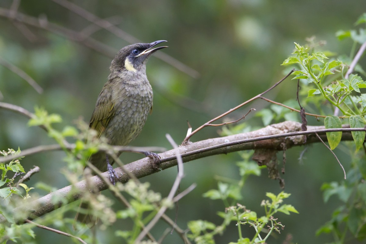 Lewin's Honeyeater - Adrian van der Stel