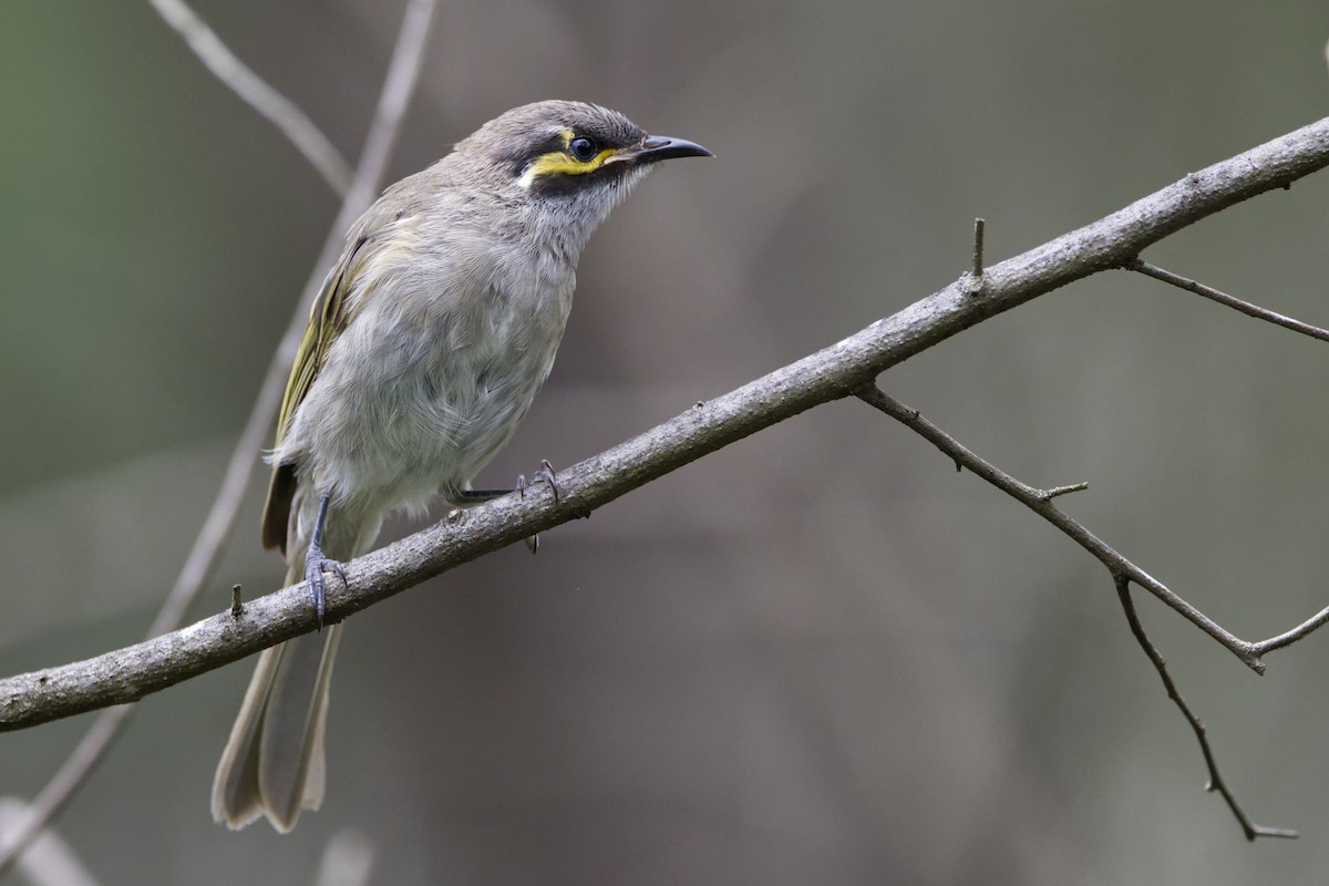 Yellow-faced Honeyeater - ML614680366