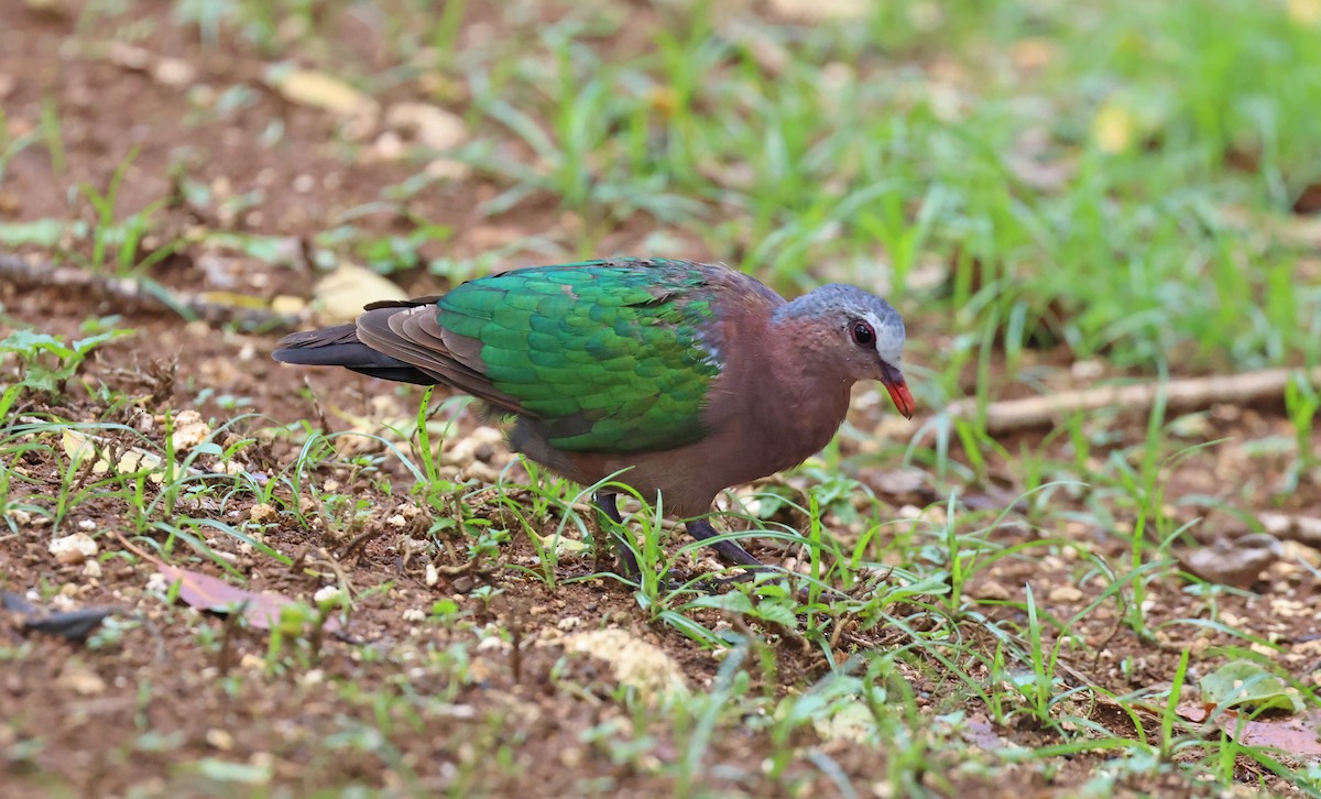 Asian Emerald Dove - ML614680417