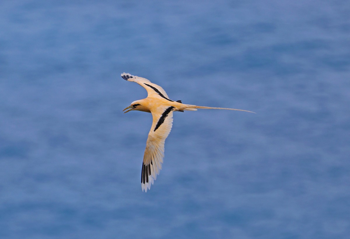 White-tailed Tropicbird (Golden) - ML614680421