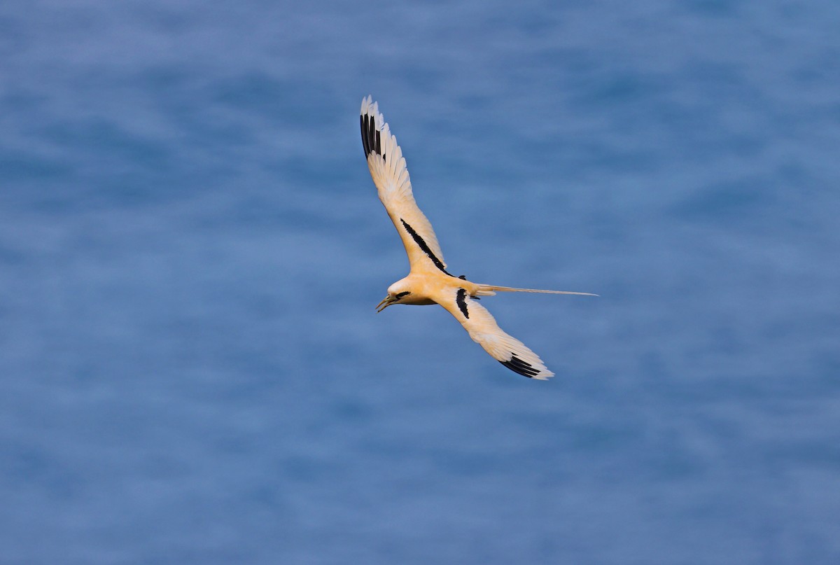 White-tailed Tropicbird (Golden) - ML614680428