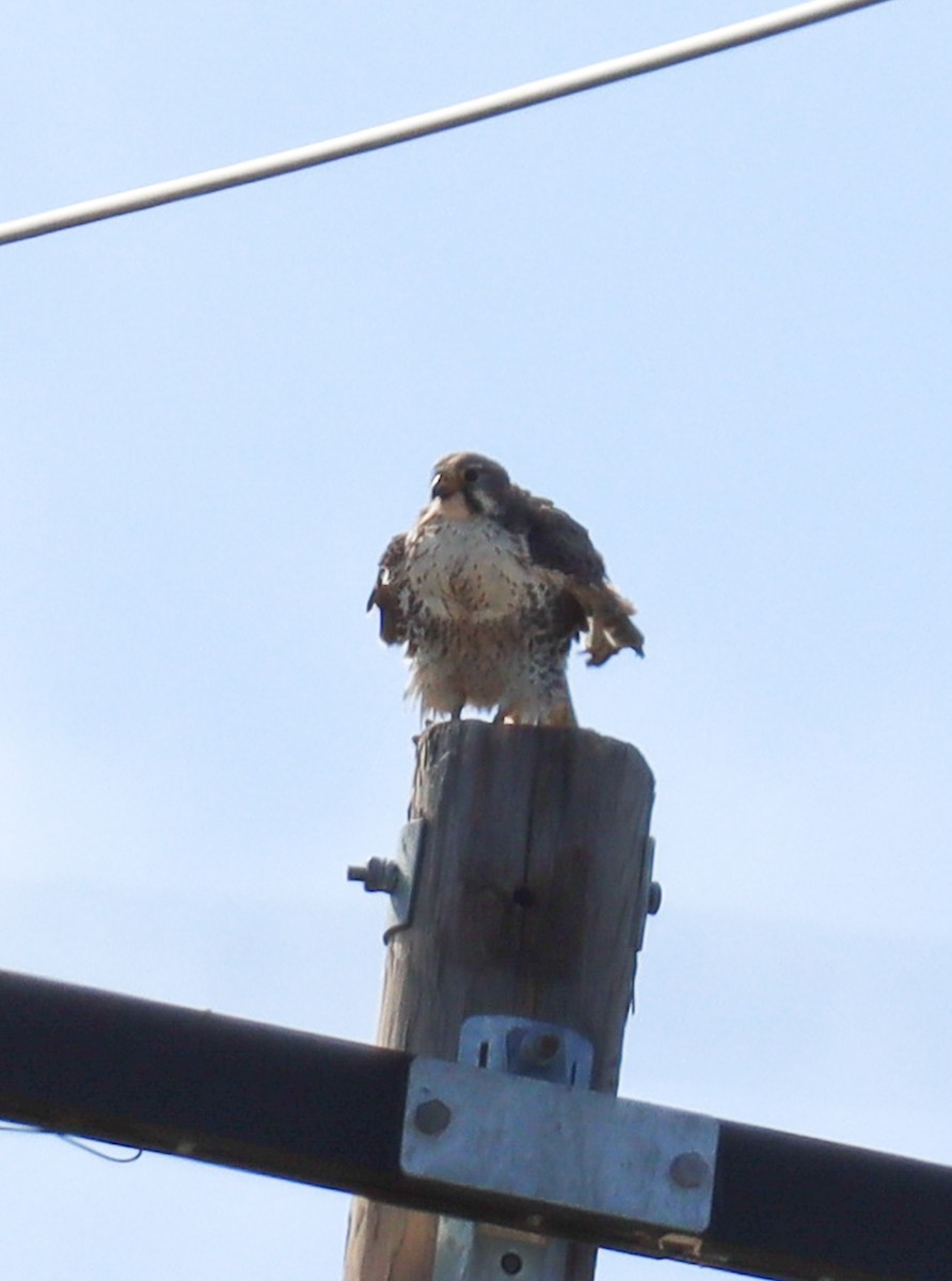 Prairie Falcon - ML614680457