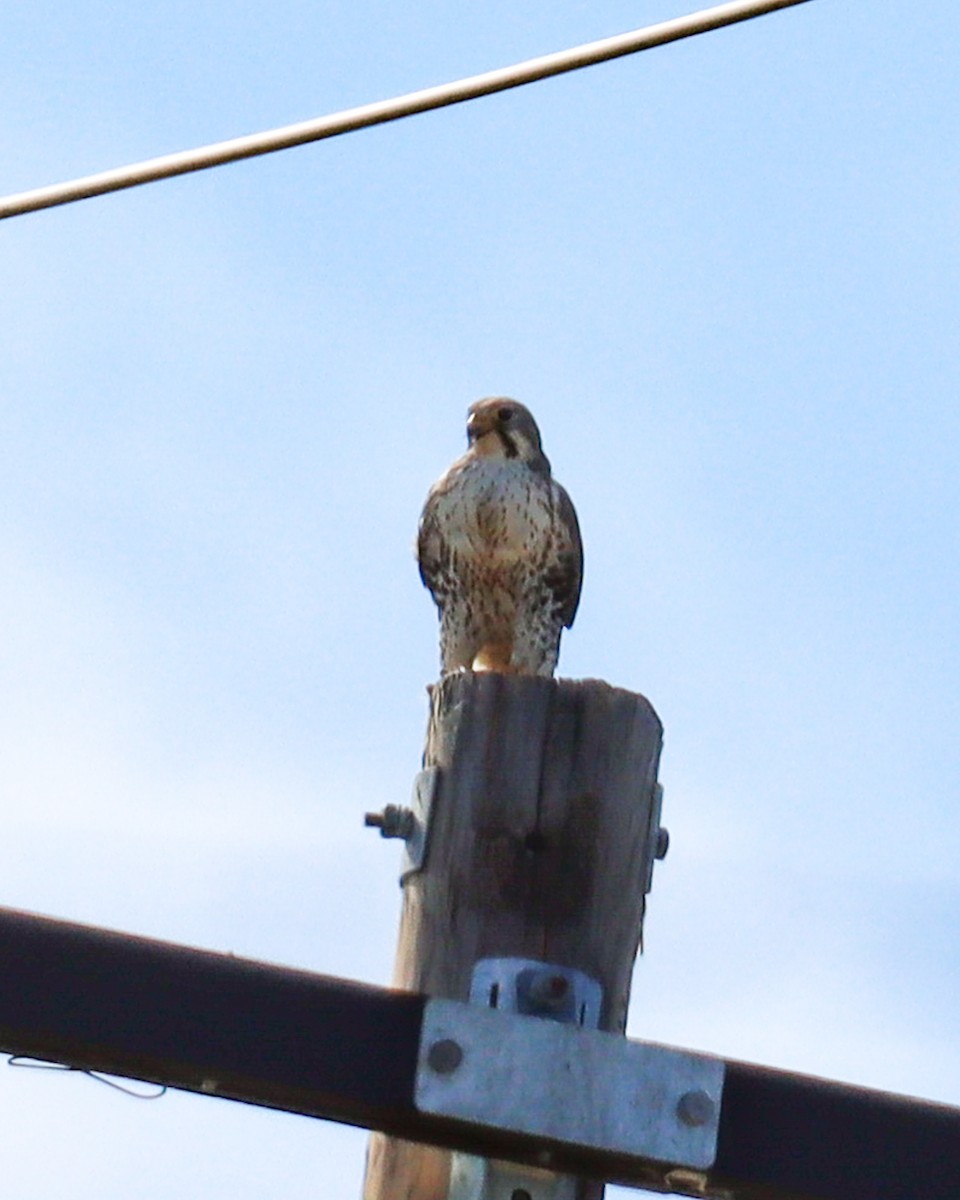 Prairie Falcon - ML614680460