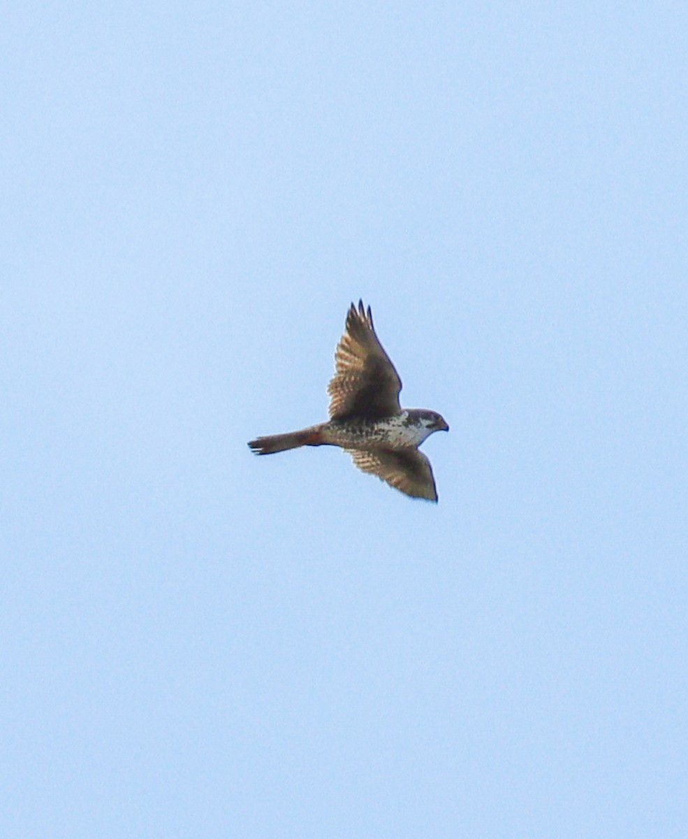 Prairie Falcon - Teresa Palos