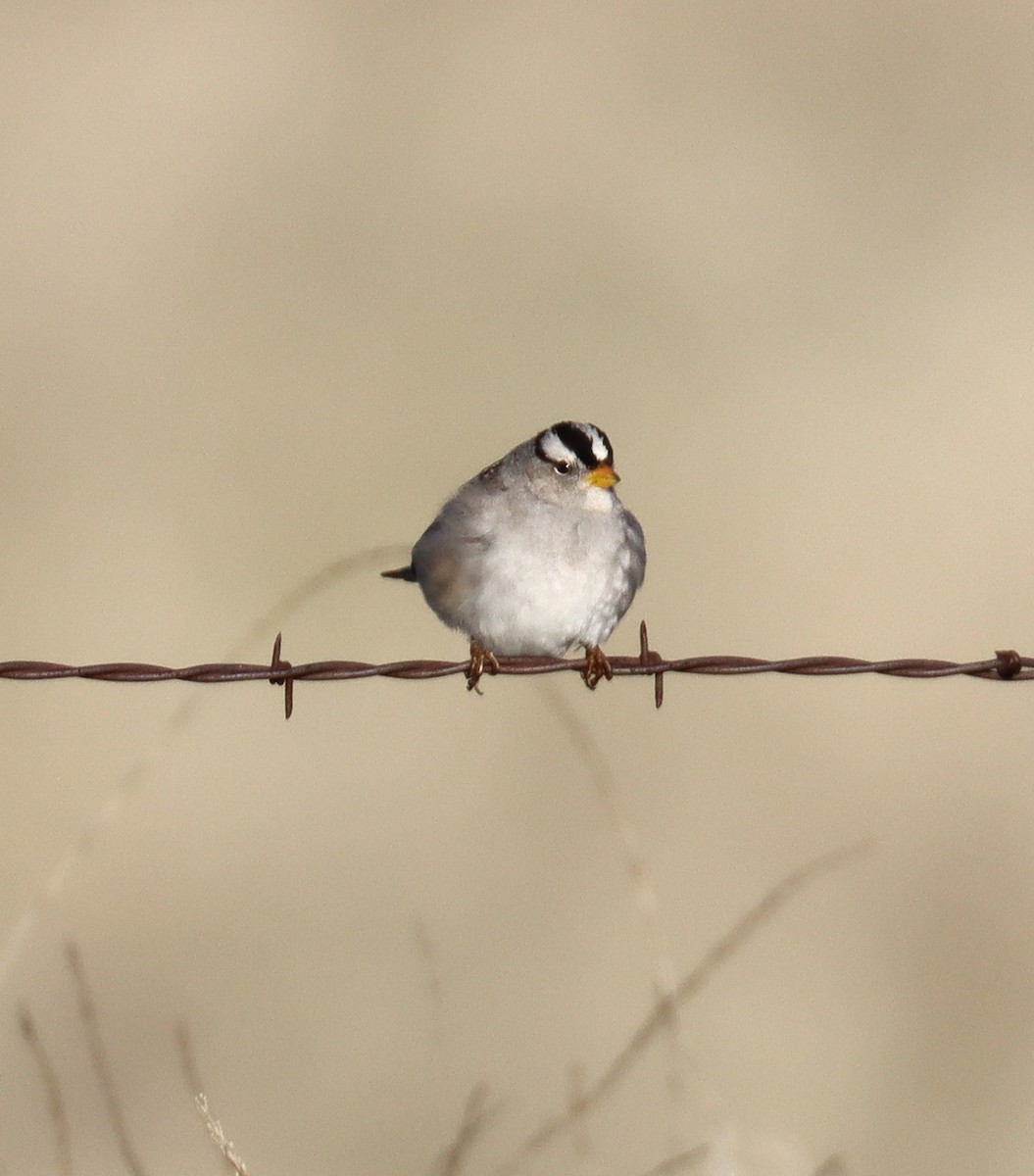 White-crowned Sparrow - Teresa Palos