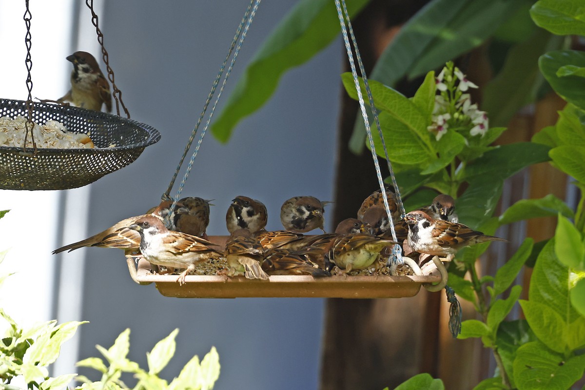 Eurasian Tree Sparrow - ML614680491