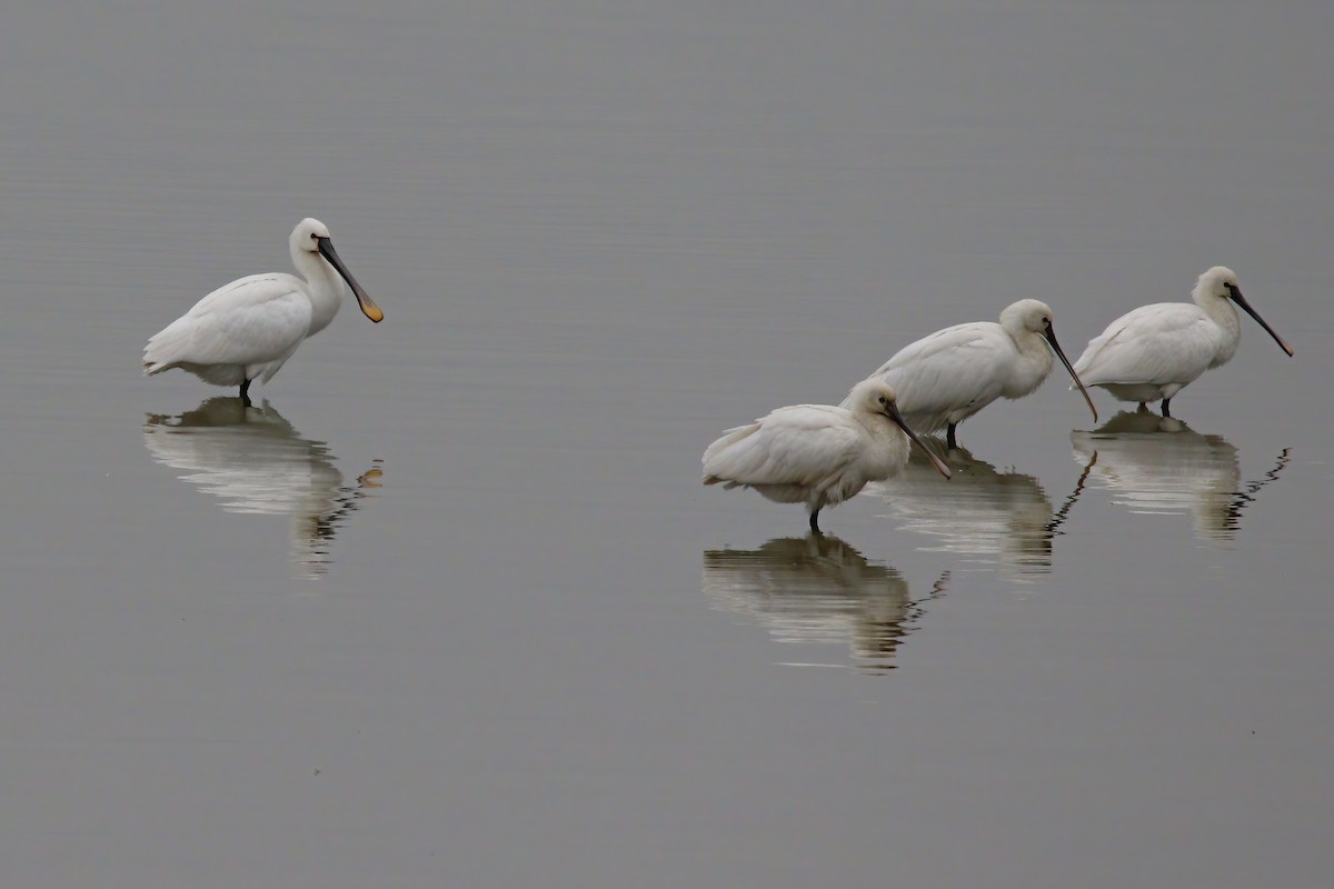 Eurasian Spoonbill - ML614680517