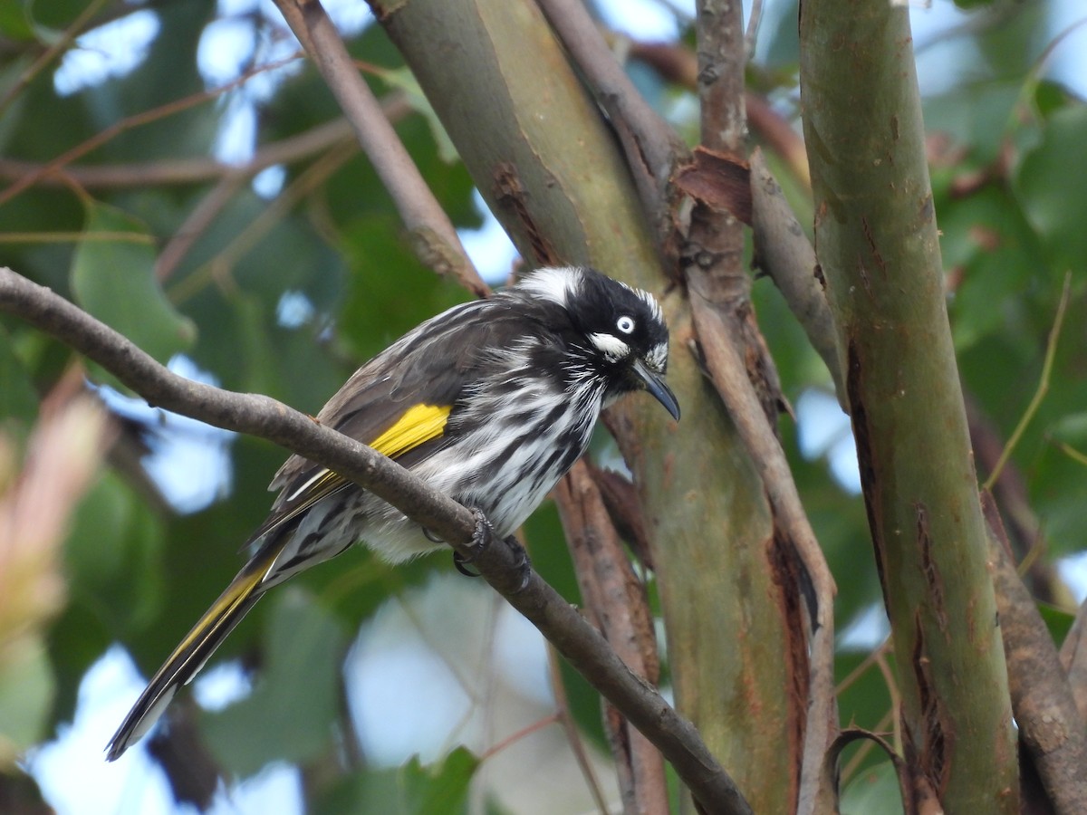 New Holland Honeyeater - ML614680543