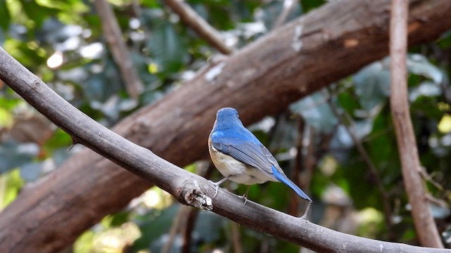 Chinese Blue Flycatcher - ML614680575