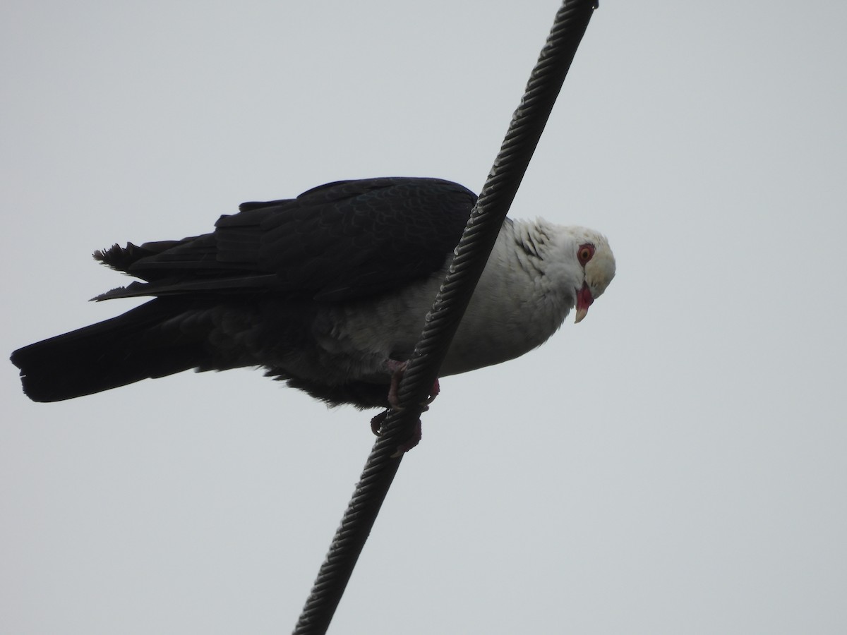 White-headed Pigeon - ML614680583