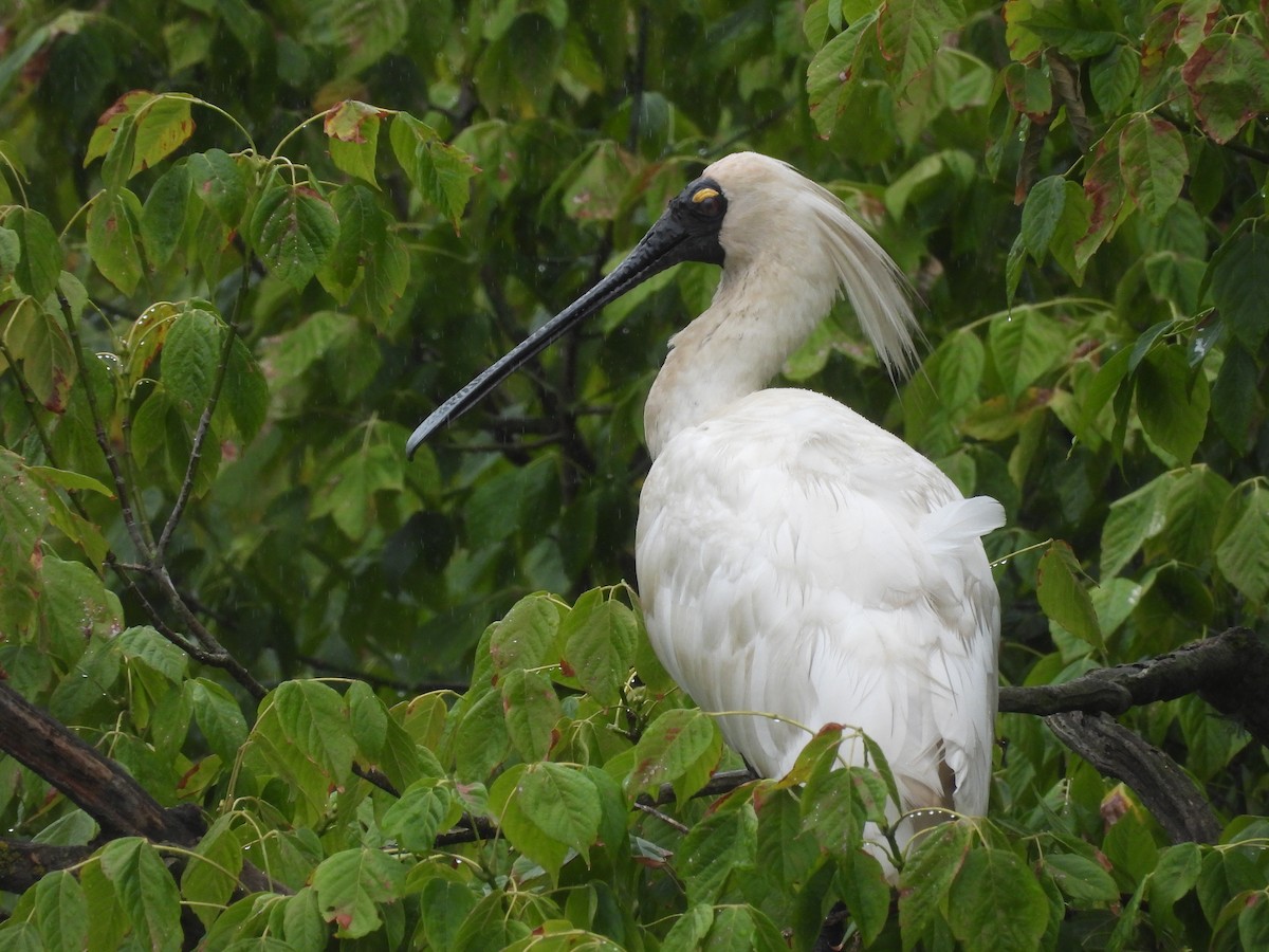 Royal Spoonbill - ML614680584