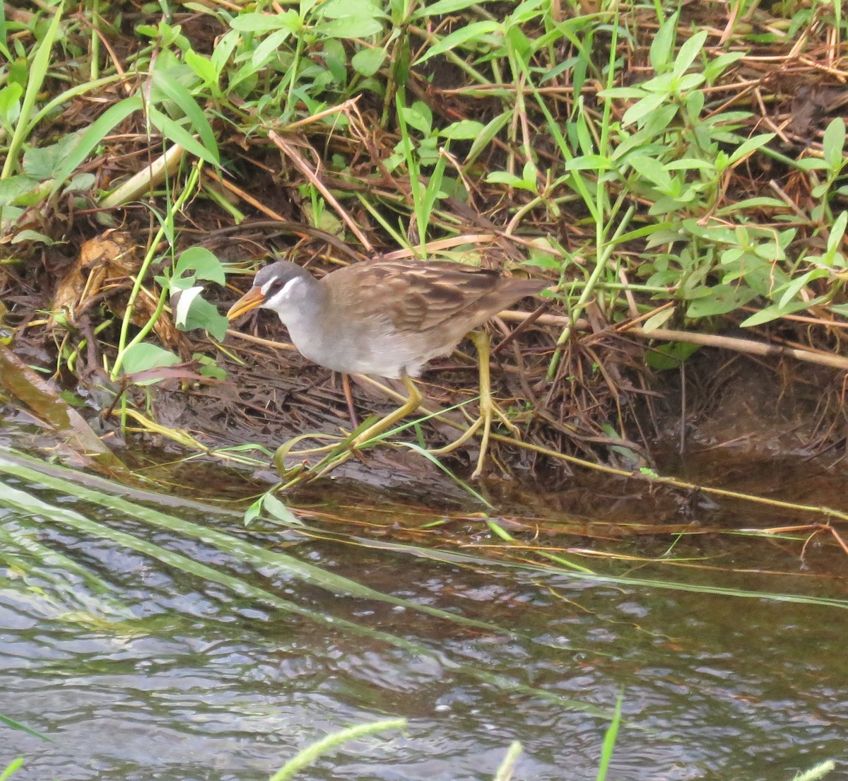 White-browed Crake - ML614680681