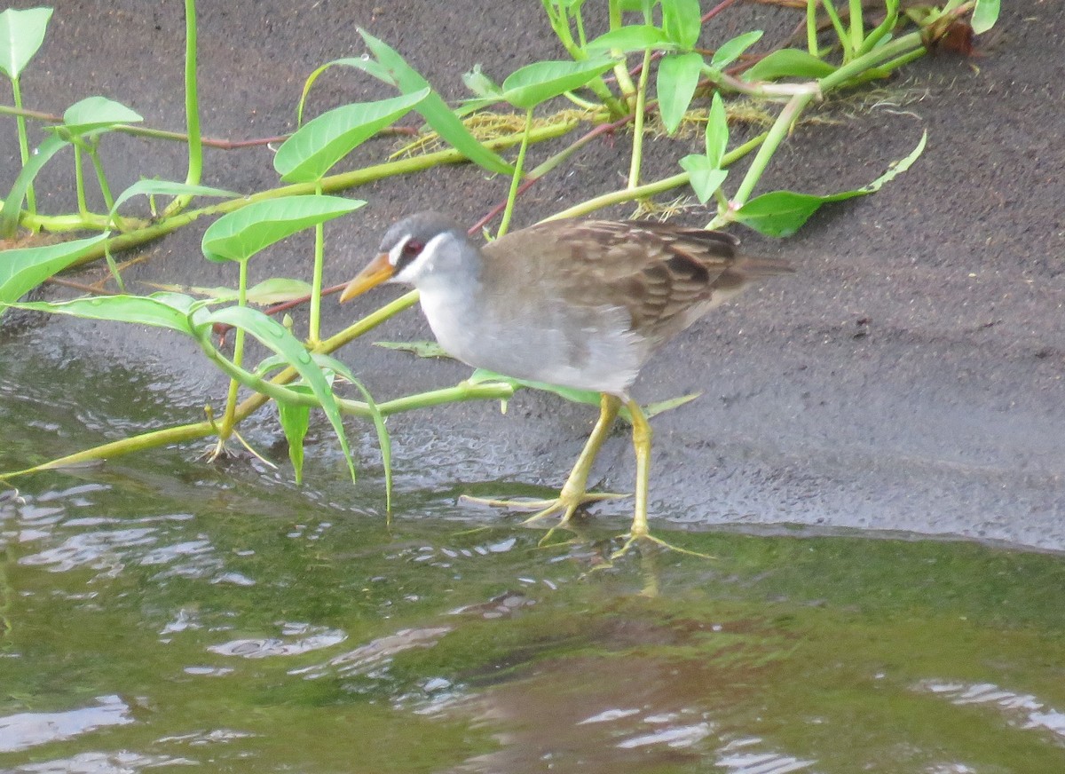 White-browed Crake - ML614680682