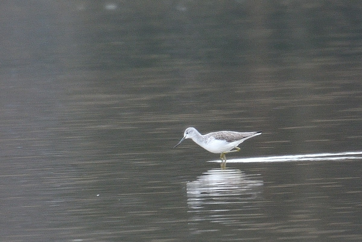 Common Greenshank - ML614680684