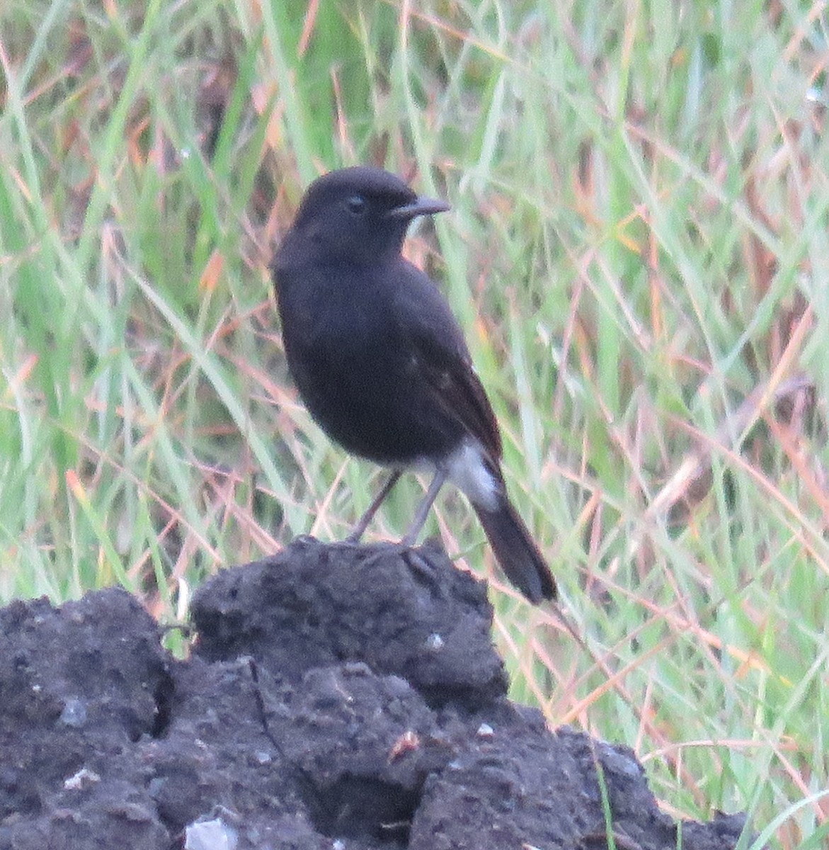 Pied Bushchat - ML614680693