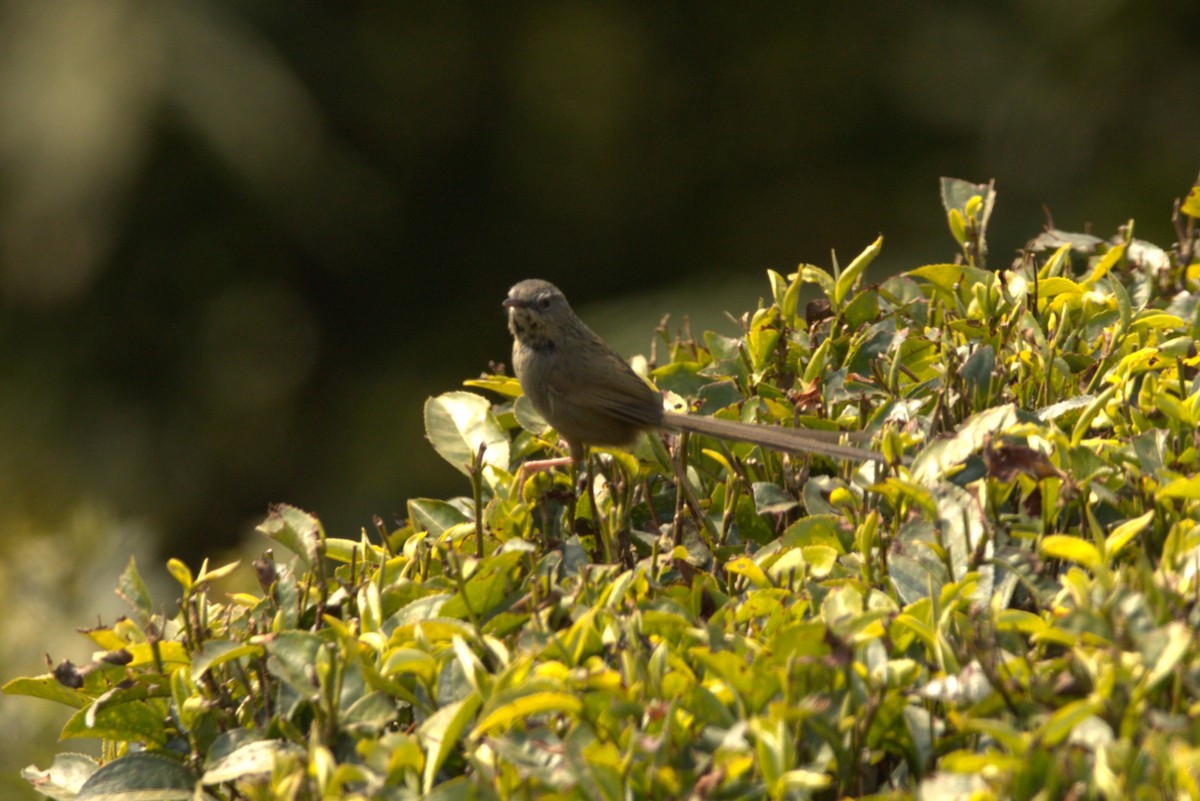 Black-throated Prinia - ML614680707