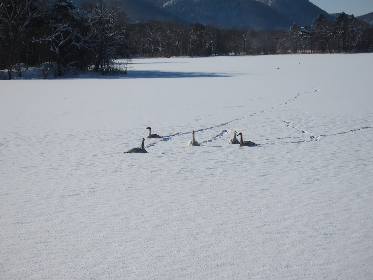 Whooper Swan - ML614680711