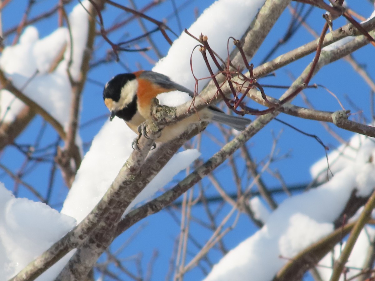 Varied Tit - ML614680728