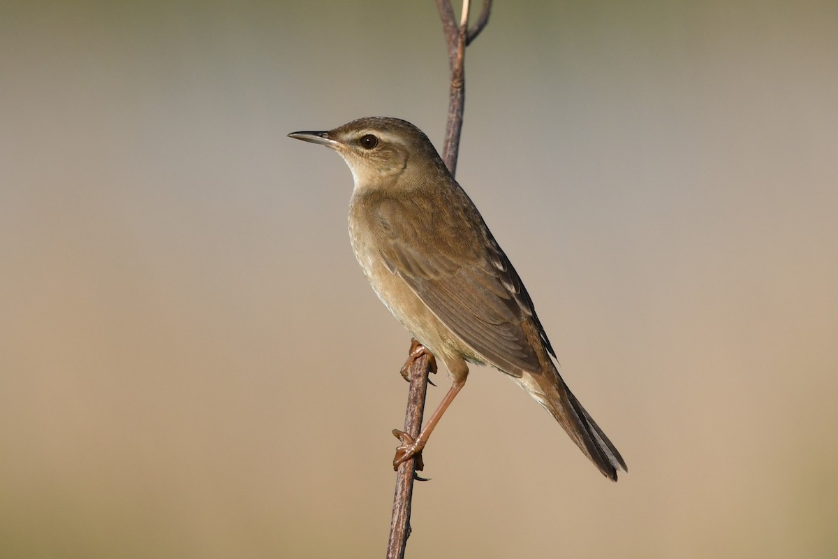 Middendorff's Grasshopper Warbler - ML614680759