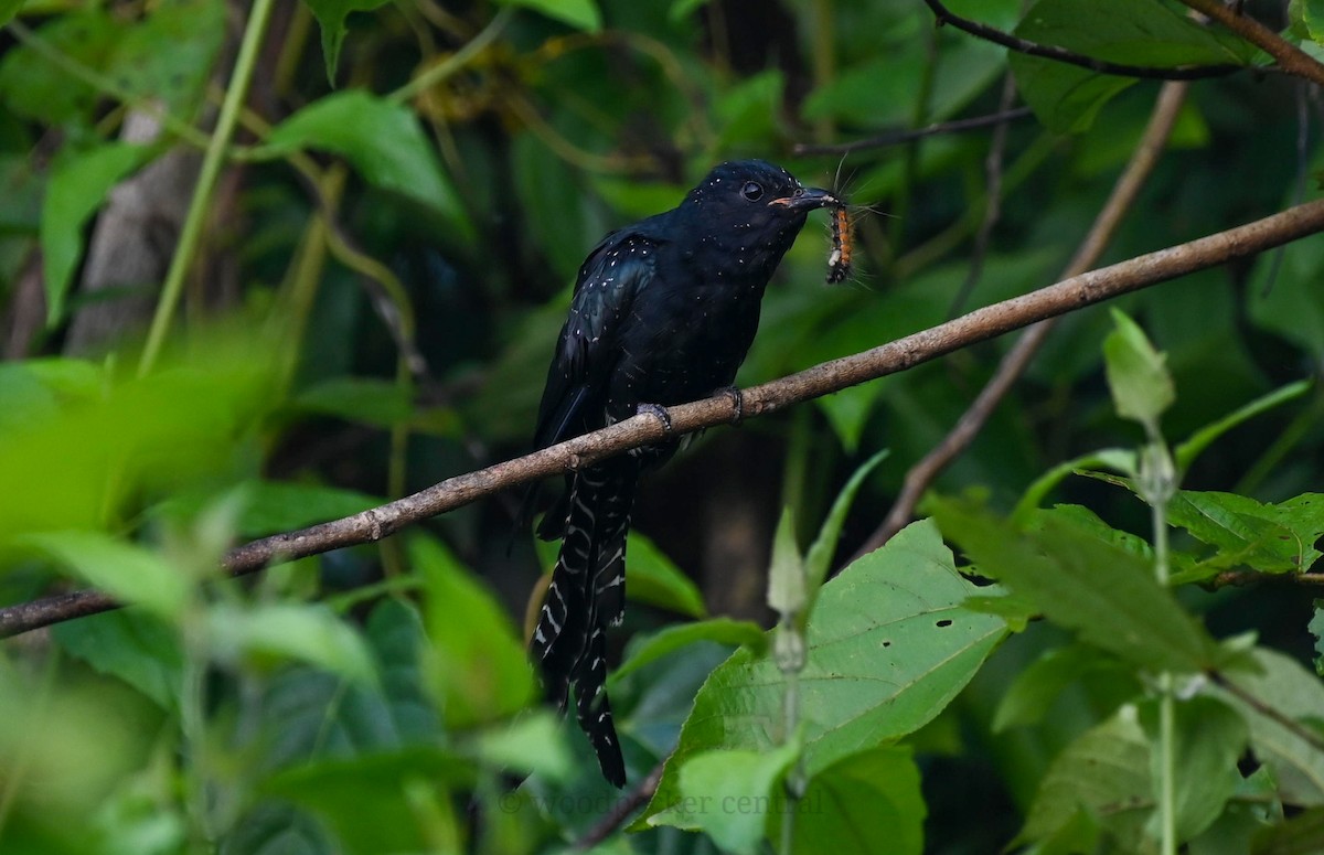 Fork-tailed Drongo-Cuckoo - ML614680787