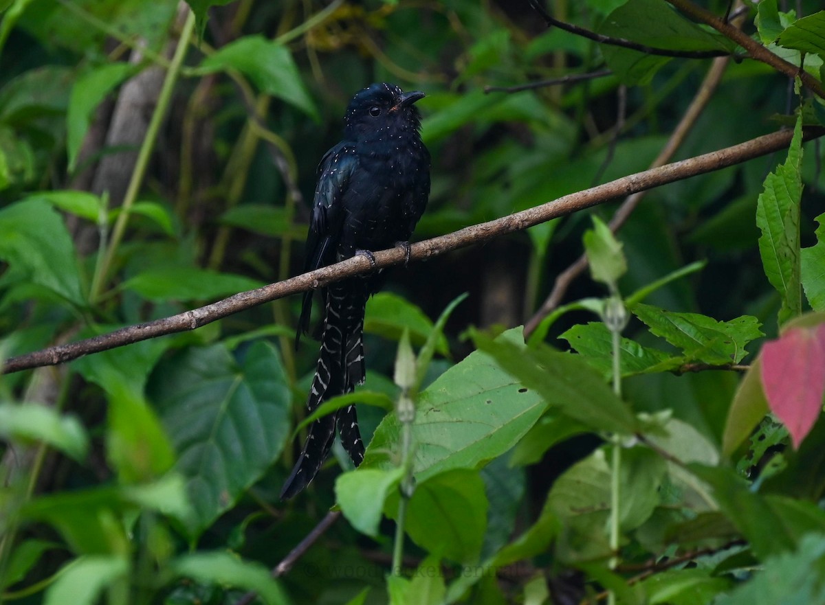 Fork-tailed Drongo-Cuckoo - Kartik Balasubramaniam