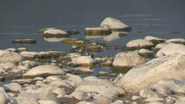 Little Ringed Plover - ML614680797