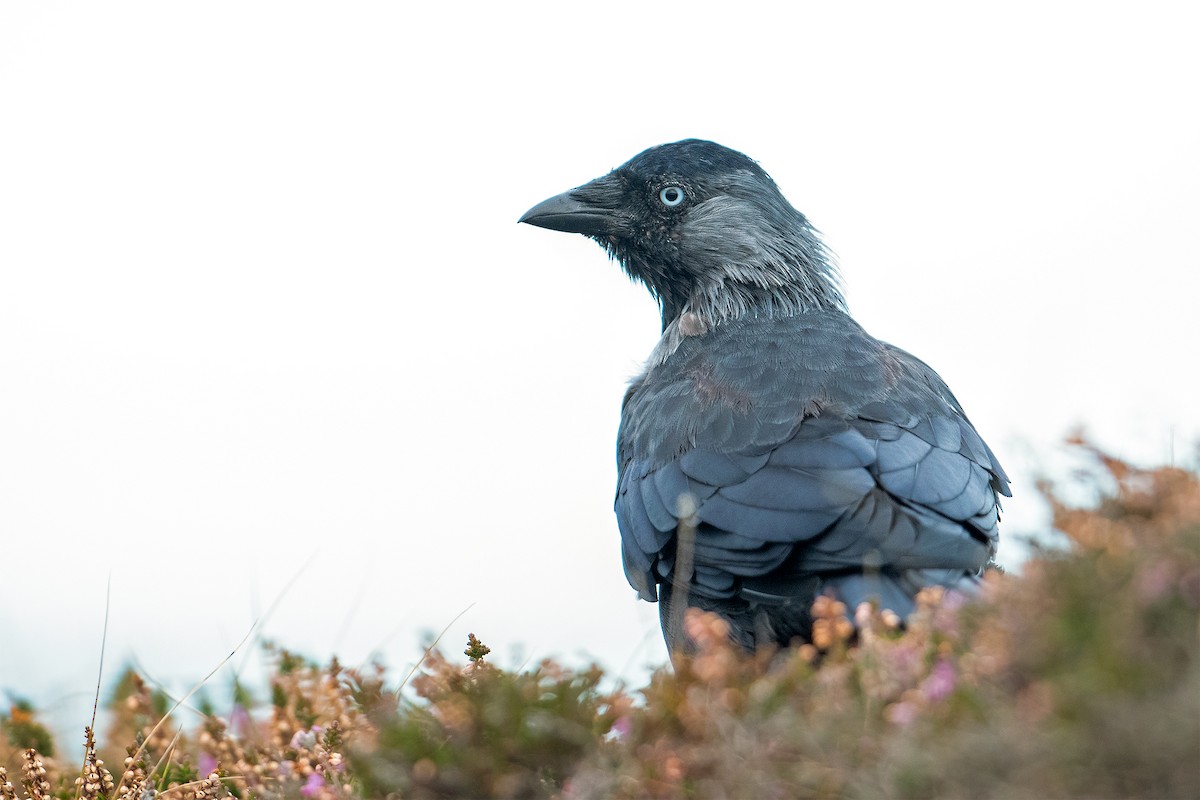 eBird Checklist - 26 Aug 2023 - South Stack RSPB Reserve - 9 species