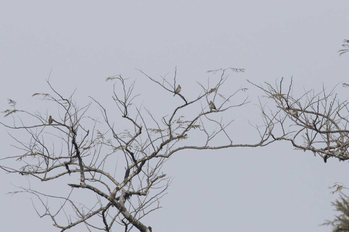 Olive-backed Pipit - ML614680848