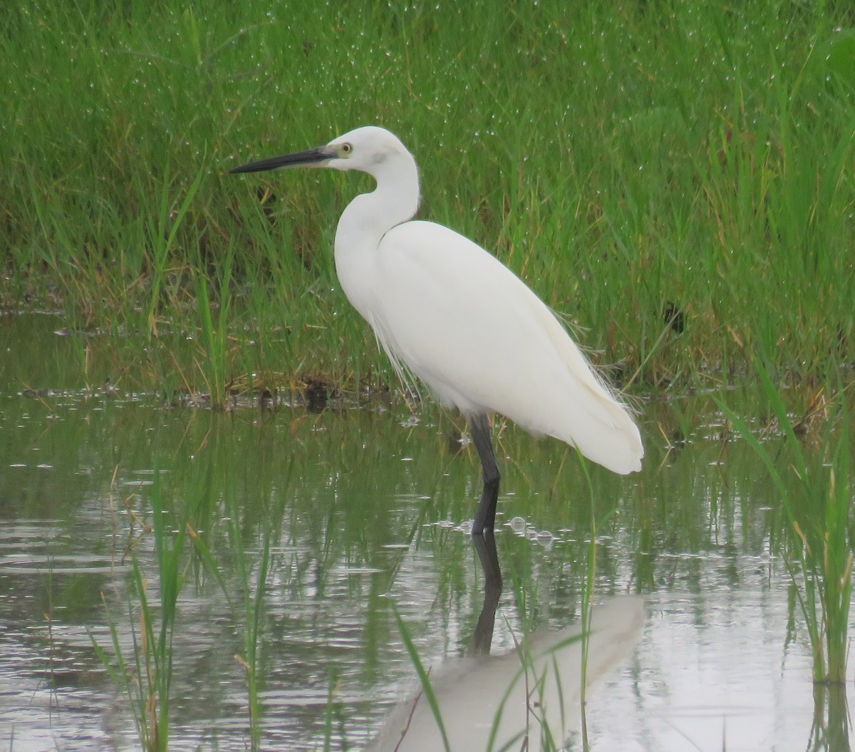 Little Egret - ML614680853