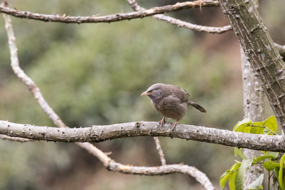 Jungle Babbler - ML614680878