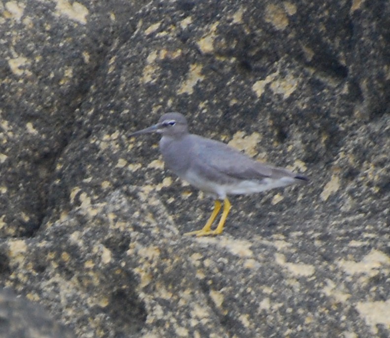 Wandering Tattler - ML614680879