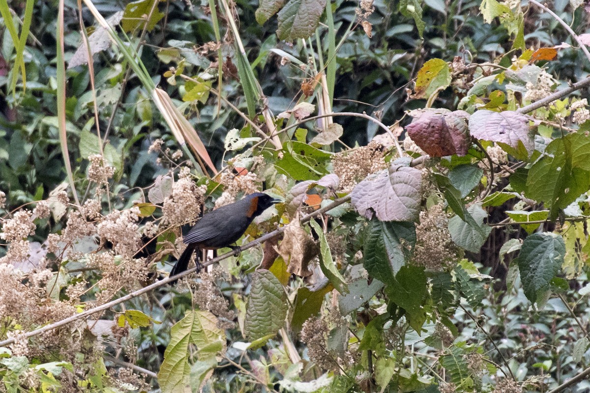 Rufous-necked Laughingthrush - ML614680895