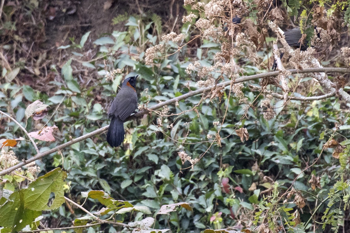 Rufous-necked Laughingthrush - ML614680898