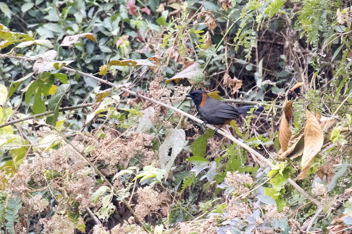 Rufous-necked Laughingthrush - ML614680900